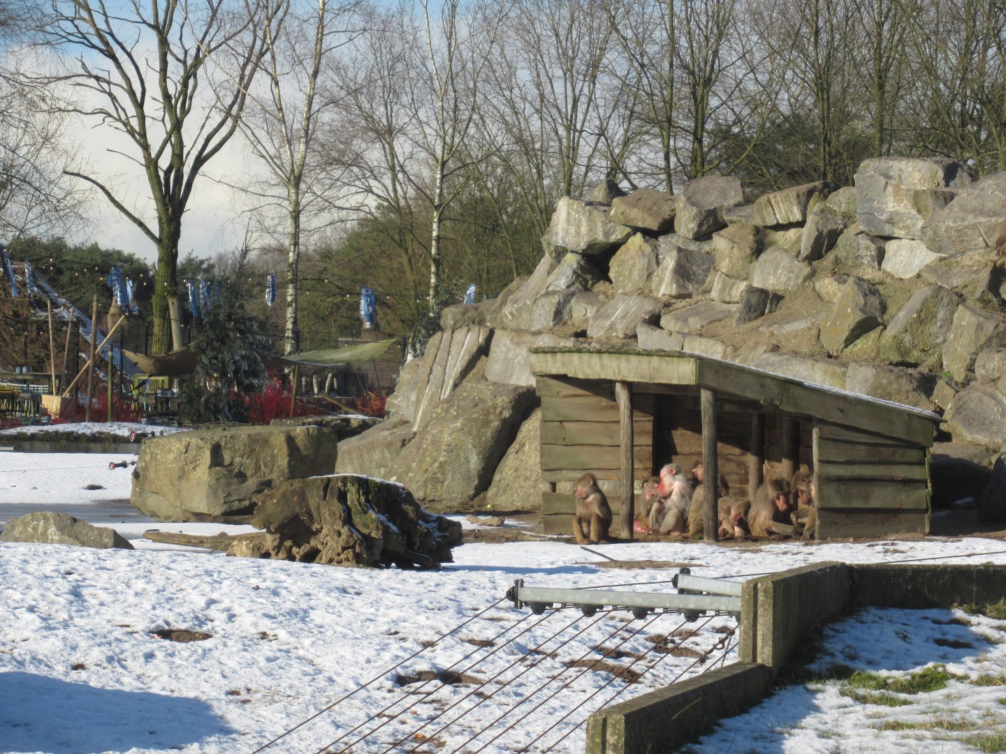 01 2024 - Hymadras baboons