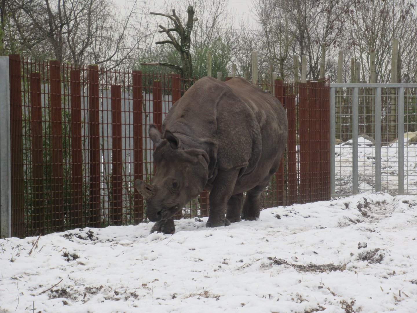 01 2024 - Indian rhino