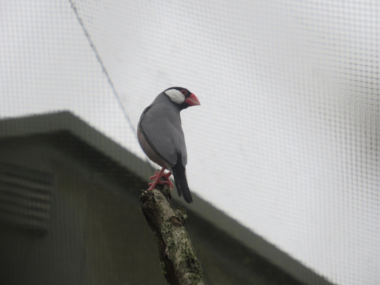 01 2024 - Java Sparrow