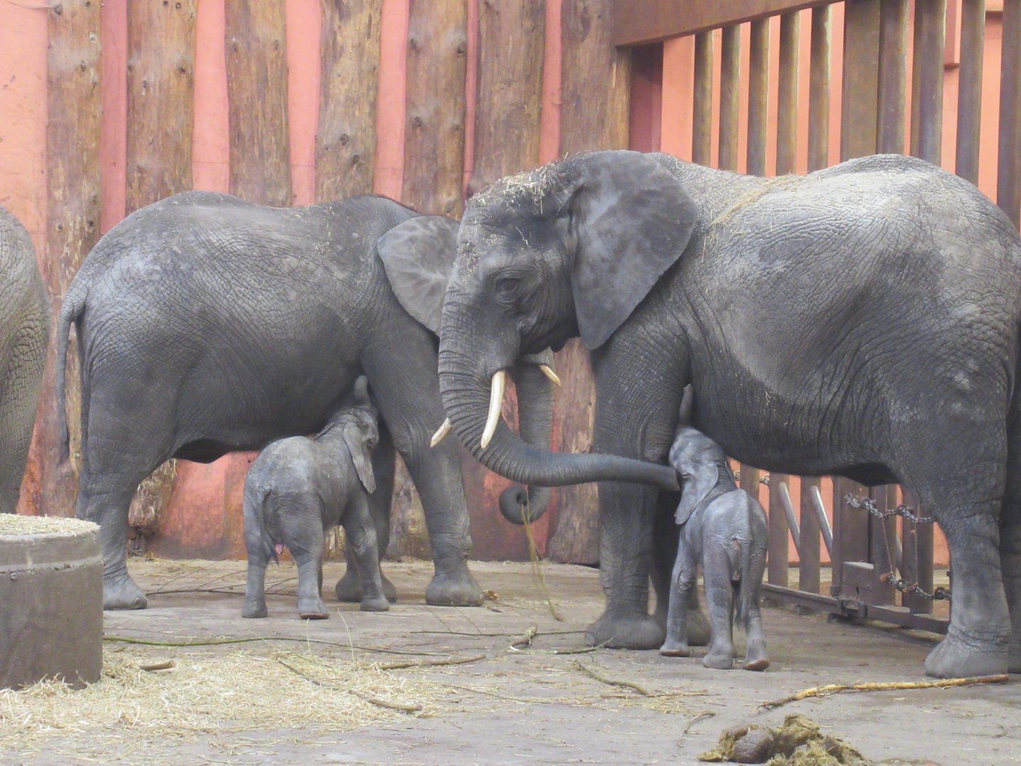 01 2024 - Lunch time for baby elephants Mosi and Ajubu