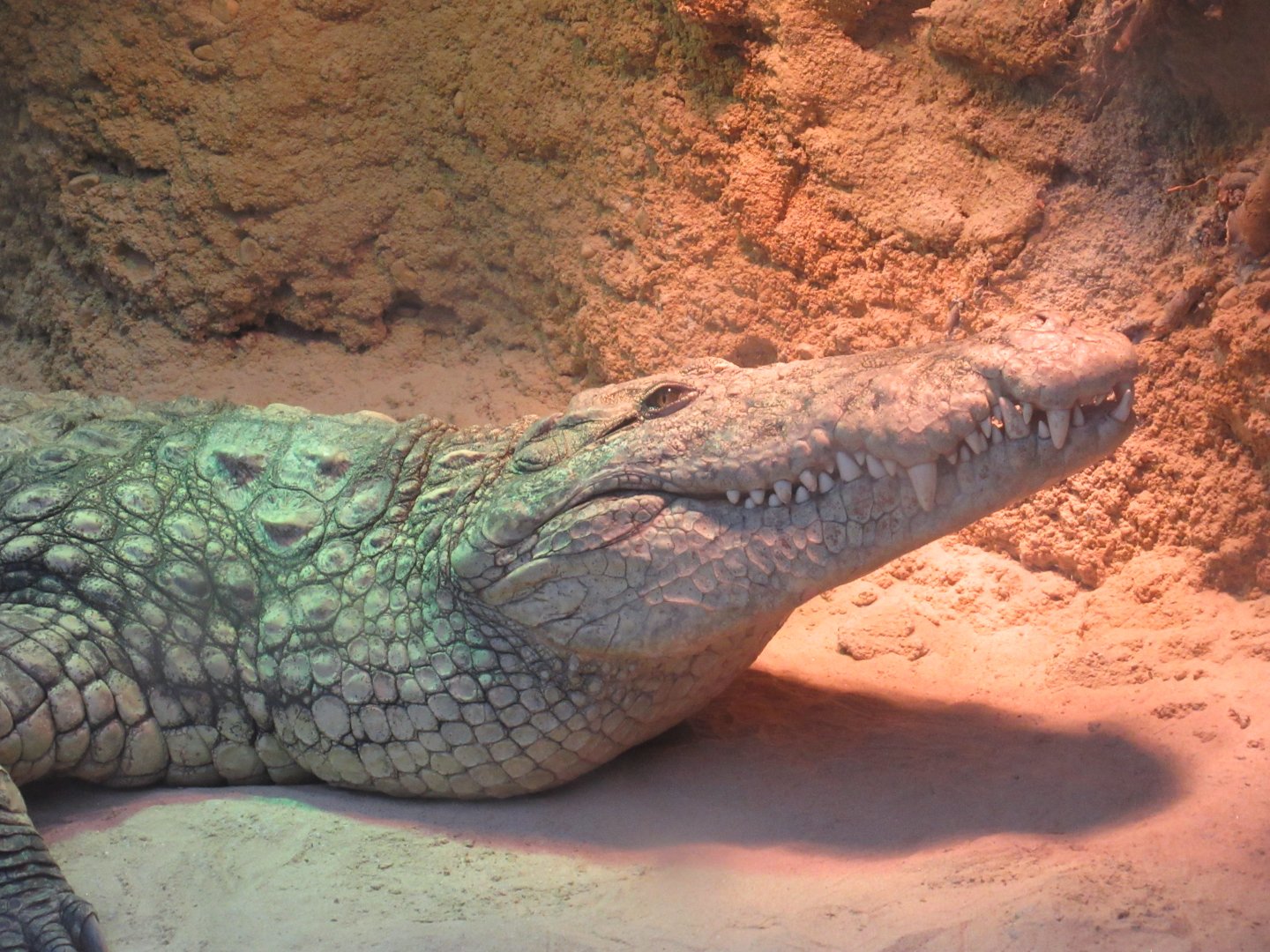 01 2024 - Nile crocodile