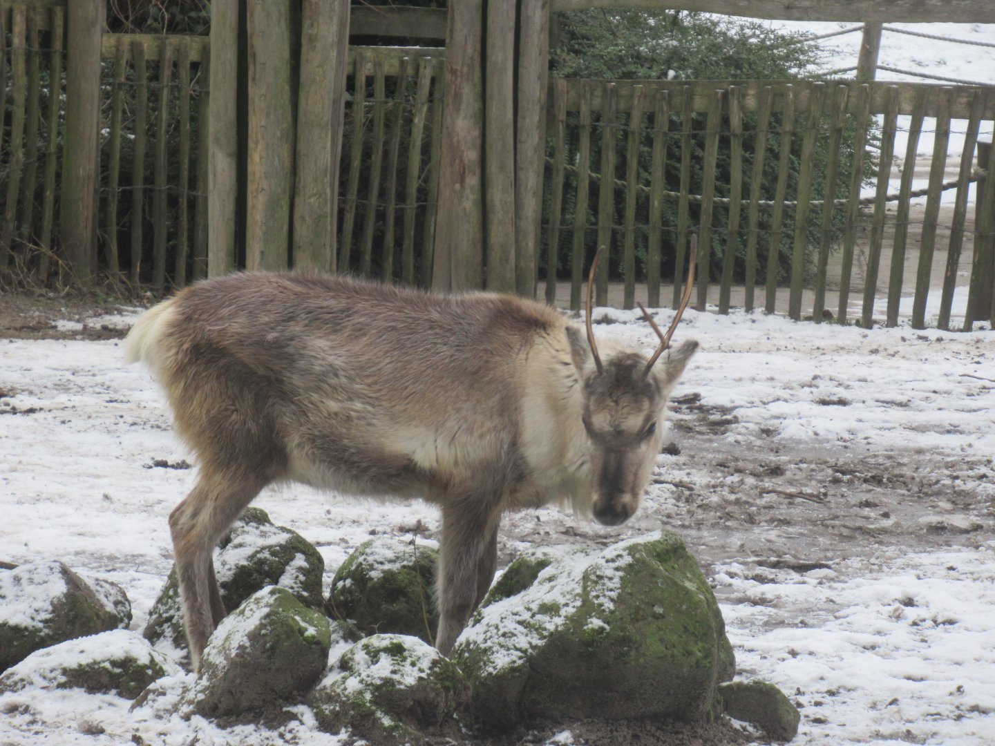 01 2024 - Reindeer, juvenile