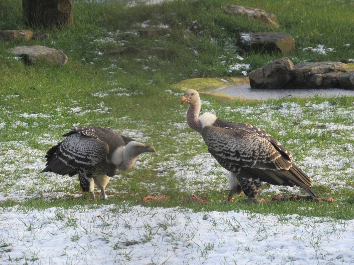 01 2024 - Rüppell's griffon vultures, competing for prey