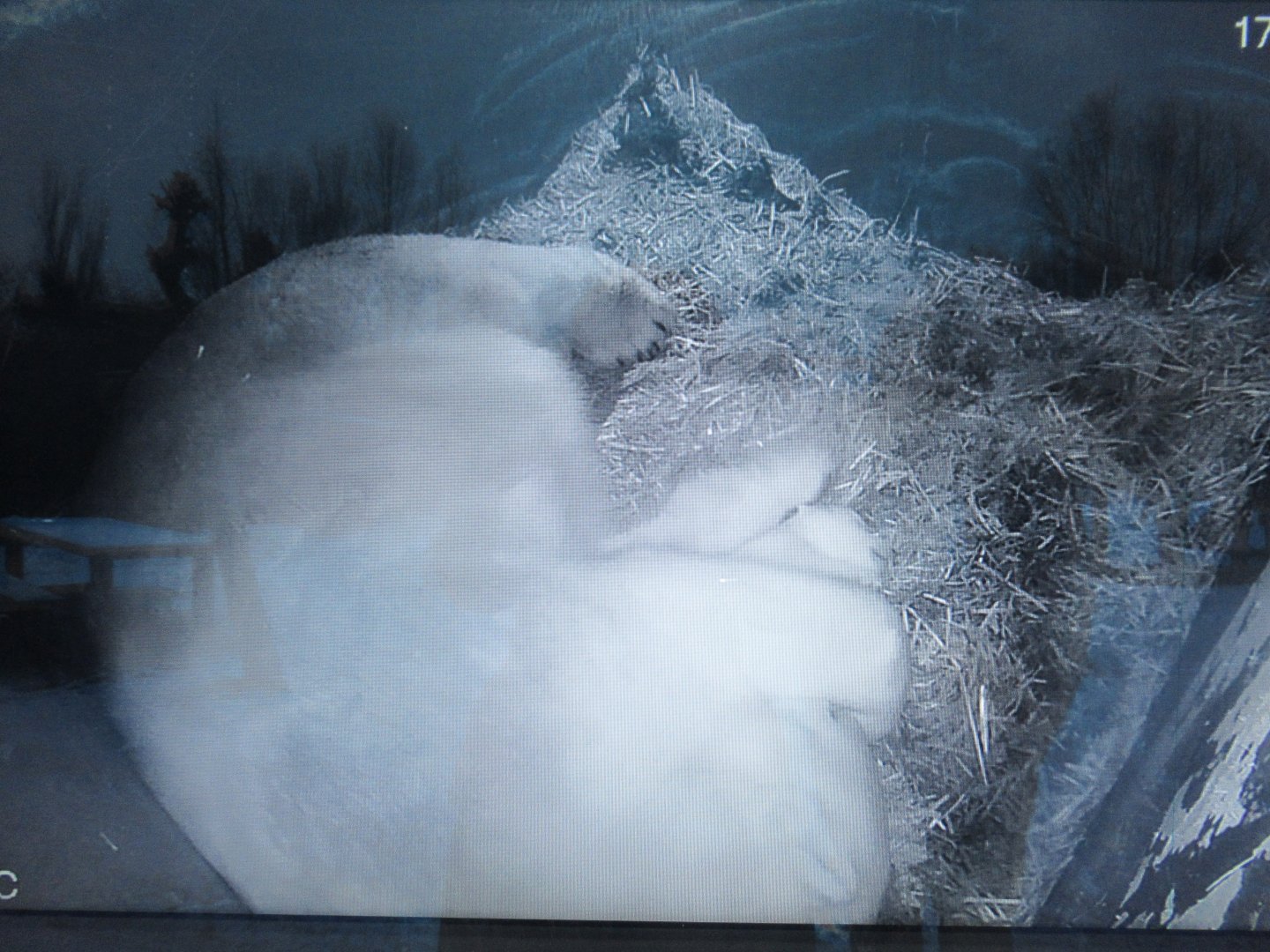 01 2024 - Screenshot made of polar bear nest cam