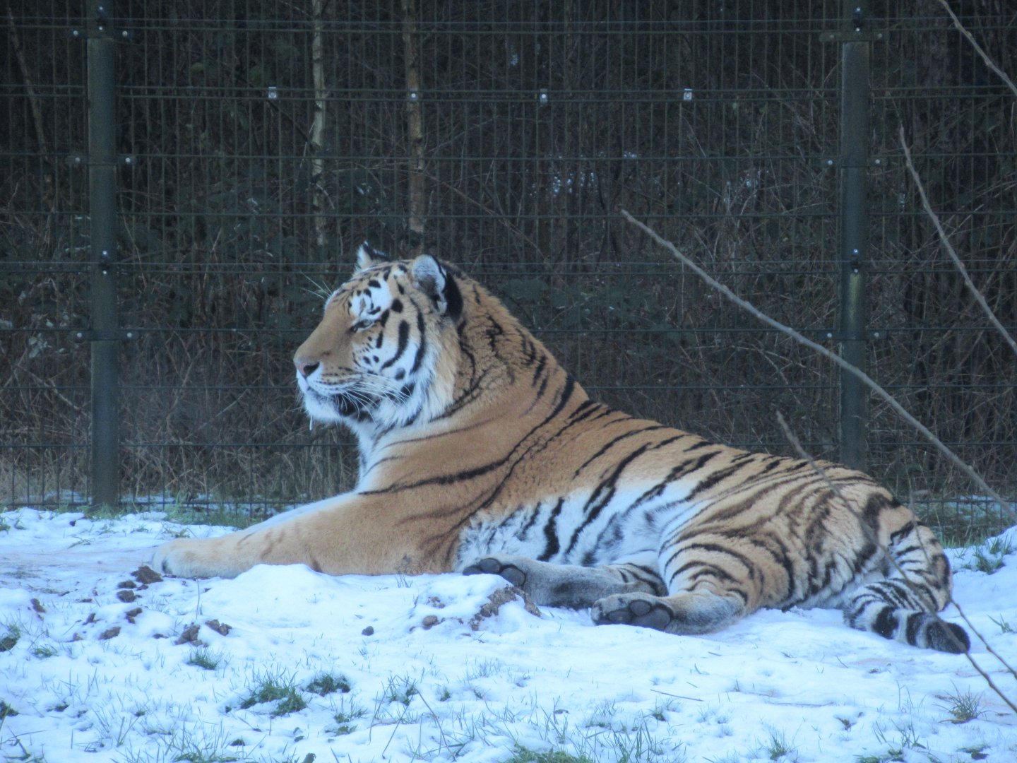 01 2024 - Siberian Tiger