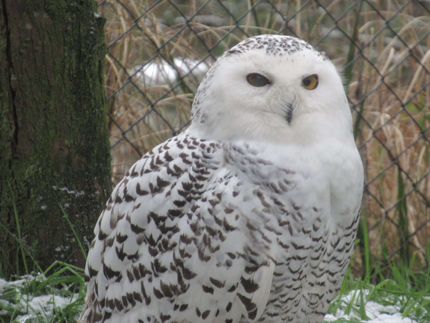 01 2024 - Snowy owl