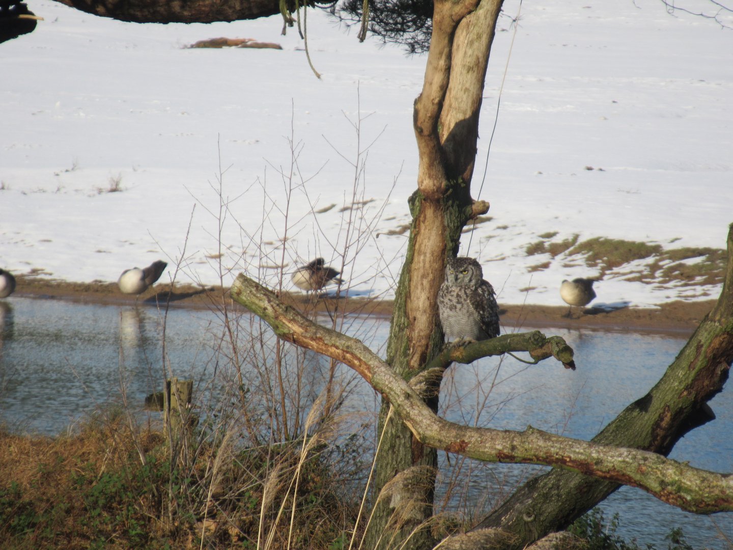 01 2024 - Spotted eagle owl 'Joop', bird safari