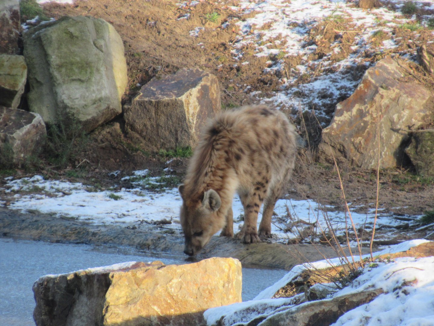 01 2024 - Spotted Hyena