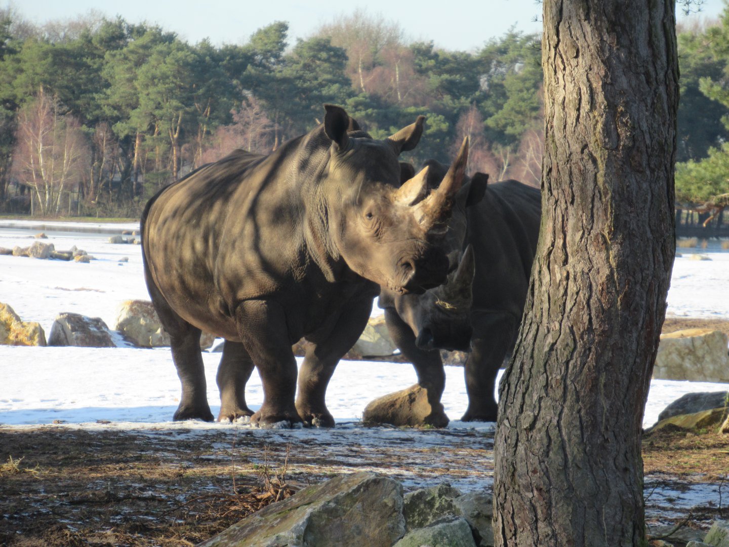 01 2024 - White rhinoceros
