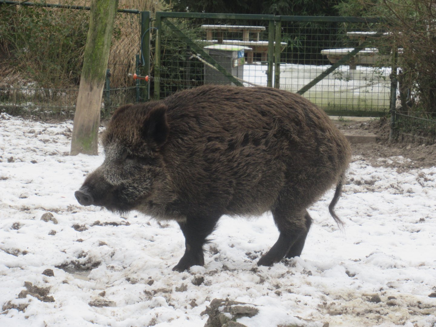 01 2024 - Wild boar