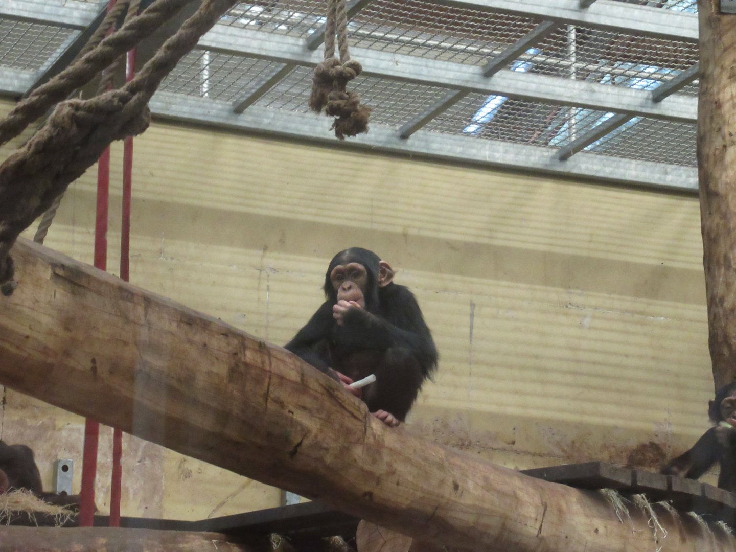 01 2024 - Young chimpansee
