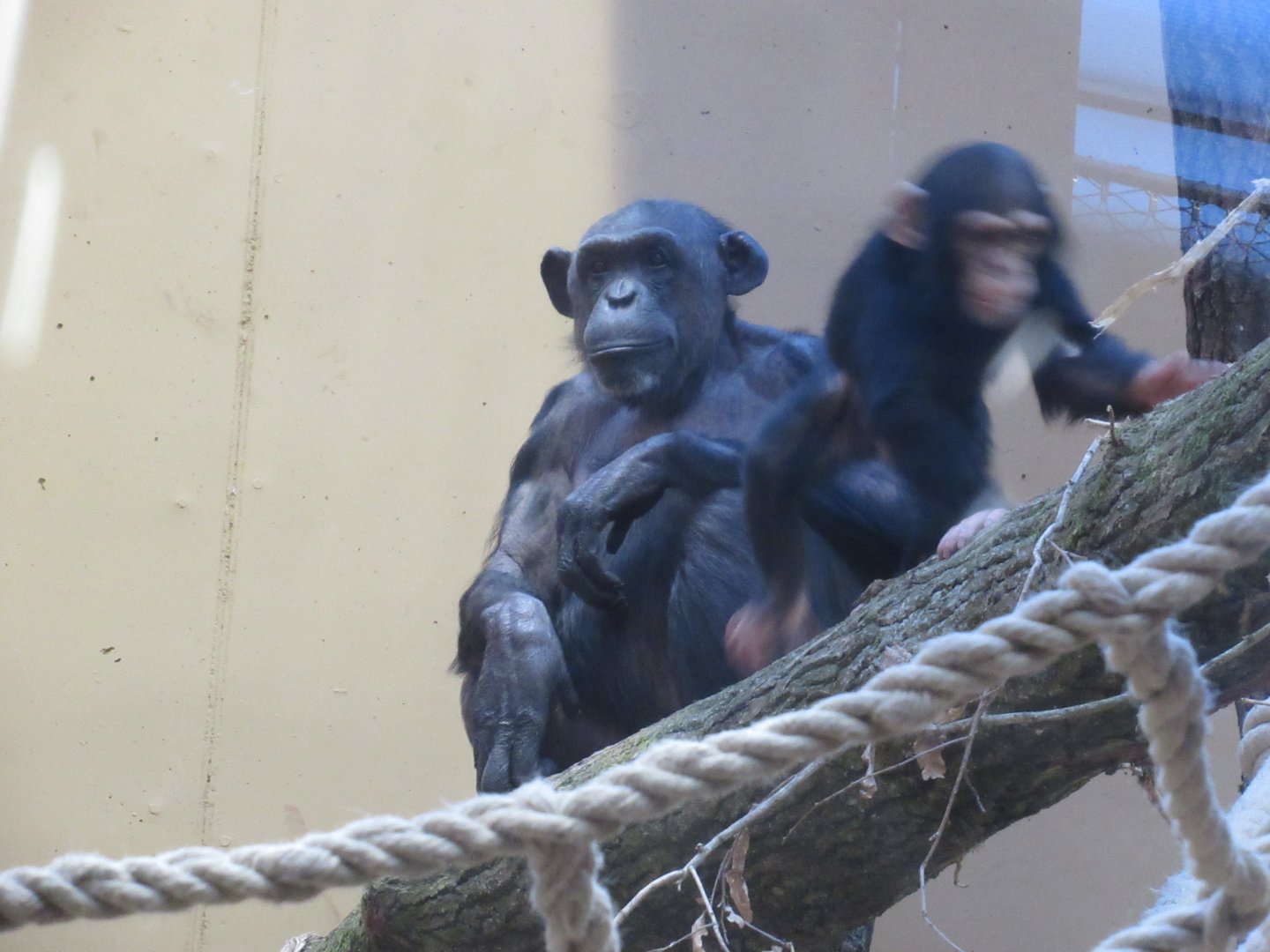 01 2025 - New chimp enclosure, adult female Chura and her young Obi zooming off