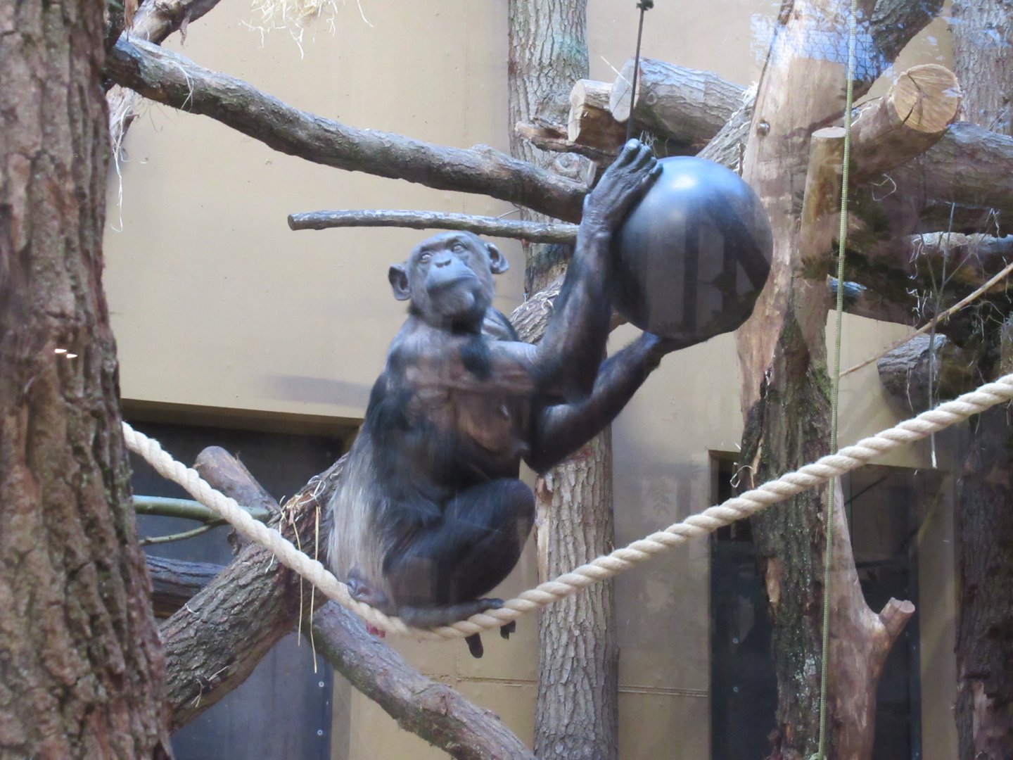 01 2025 - New chimp enclosure, adult female Chura using a feeder puzzle