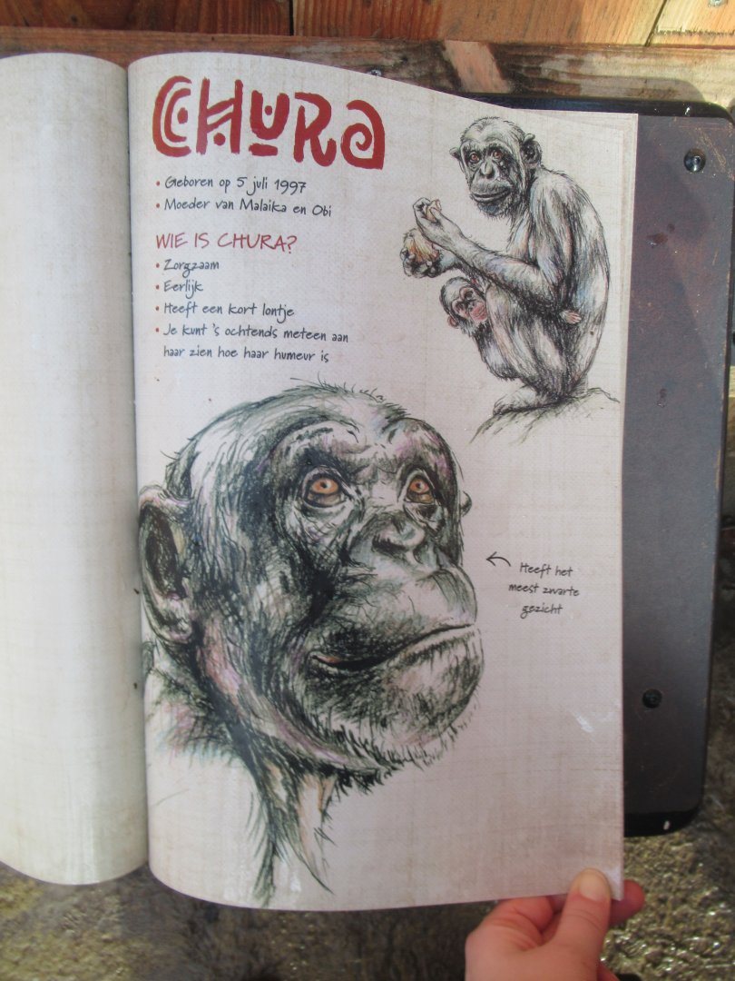 01 2025 - New chimp enclosure Chimp Face Book