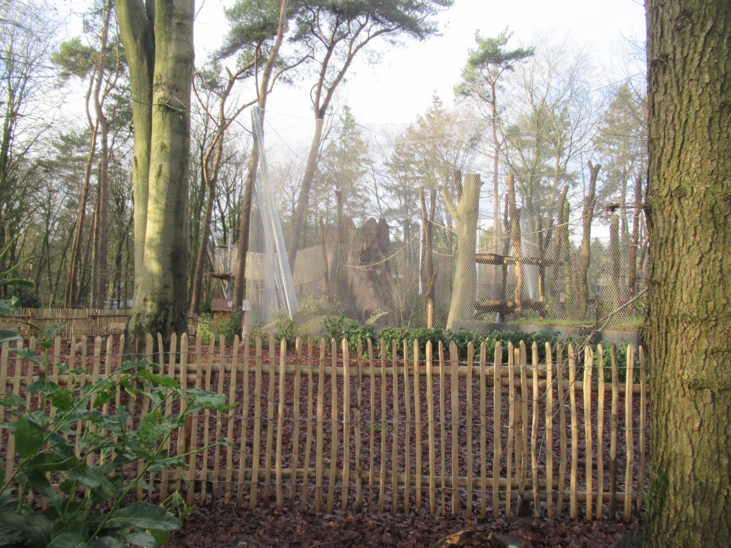 01 2025 - New chimp enclosure outside habitat section