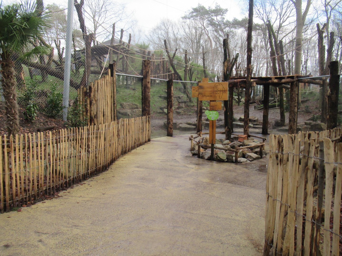 01 2025 - New chimp enclosure: outside viewing point