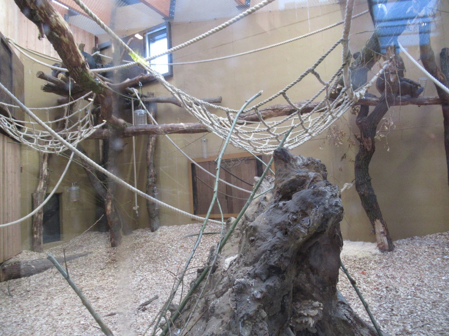 01 2025 - New chimp enclosure part of indoor habitat