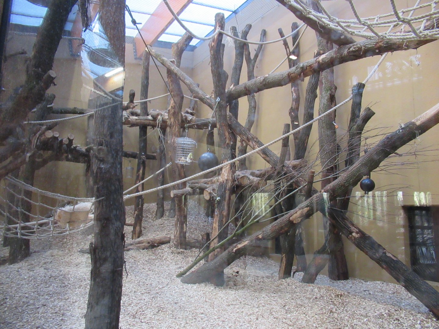 01 2025 - New chimp enclosure part of inside habitat