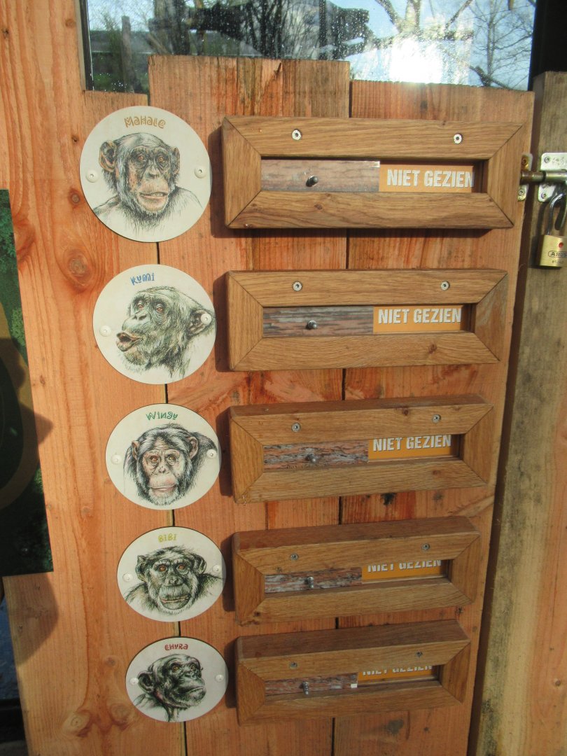 01 2025 - New chimp enclosure seen / not seen switch