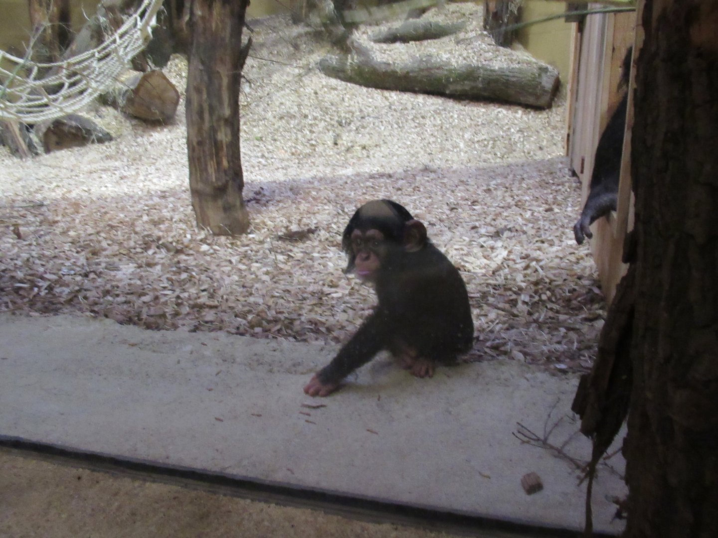 01 2025 - New chimp enclosure up close with Madu or Obi