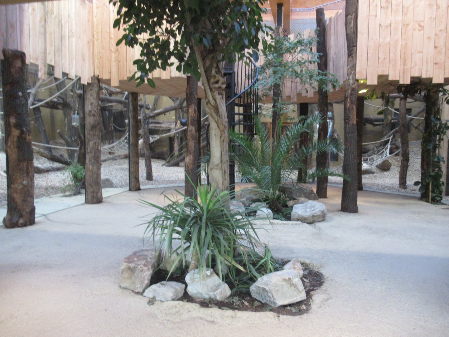 01 2025 - New chimp enclosure visitor area inside enclosure