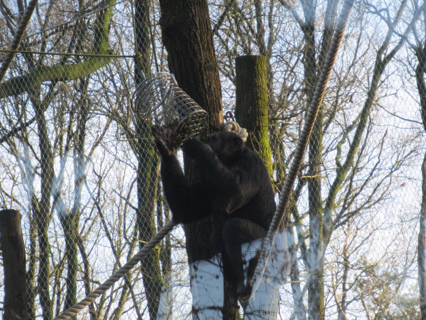 01 2025 - New chimp enclosure, young adult male Wingu using an outside feeder