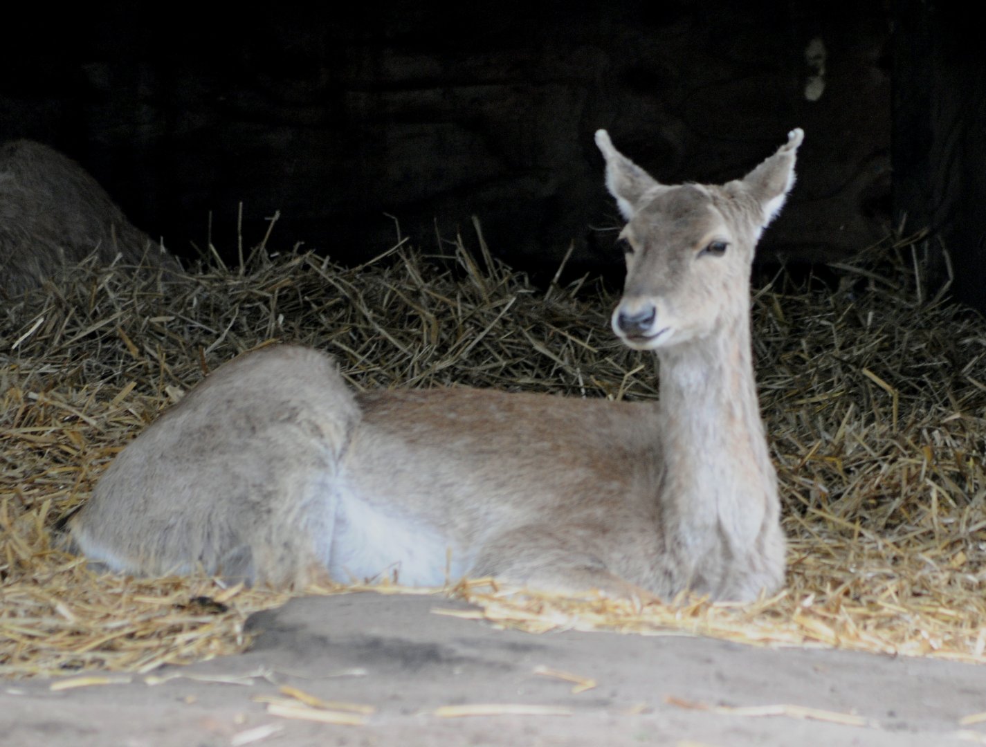 015 - WEST MIDLAND SAFARI PARK 14 04 2017   (2338A)
