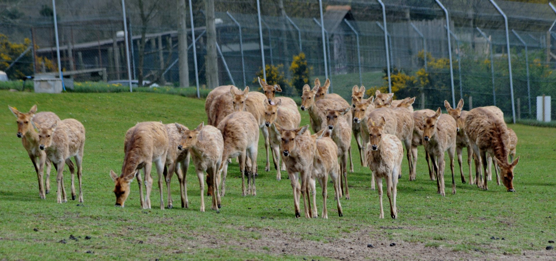 017 - WEST MIDLAND SAFARI PARK 14 04 2017   (2547A)