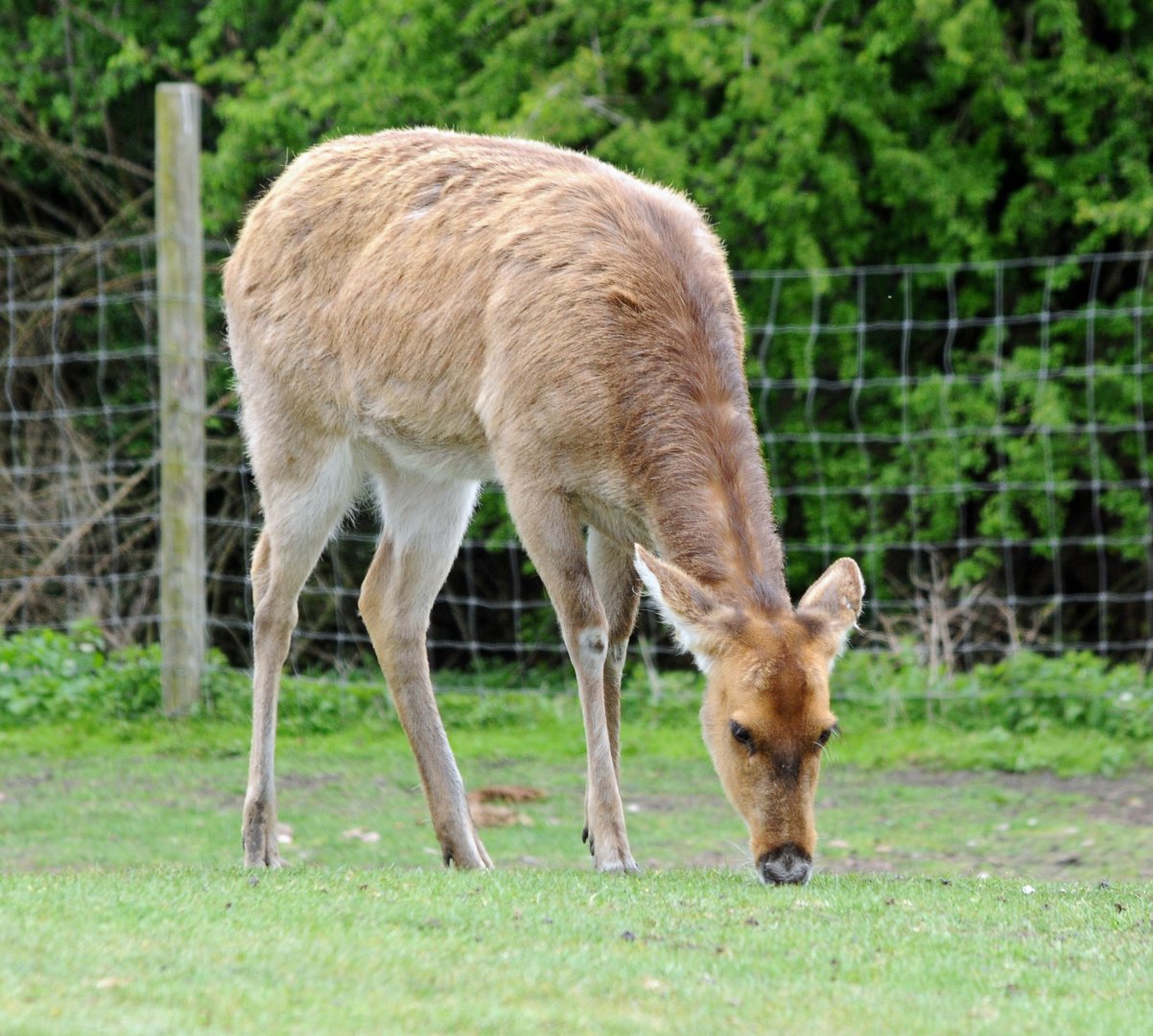 018 - WEST MIDLAND SAFARI PARK 14 04 2017   (2574A)