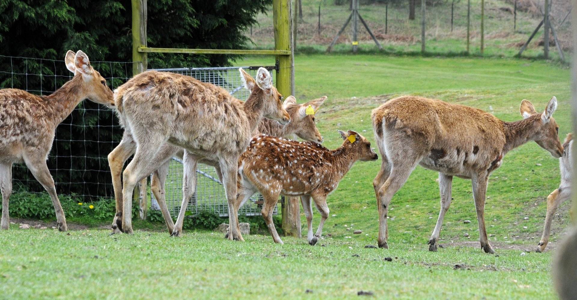 019 - WEST MIDLAND SAFARI PARK 14 04 2017   (2583A)