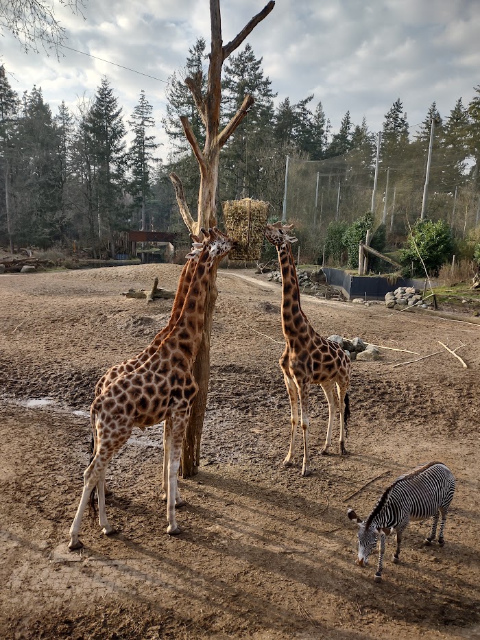 02-2023 Rothschild Giraffes and a Grévy Zebra