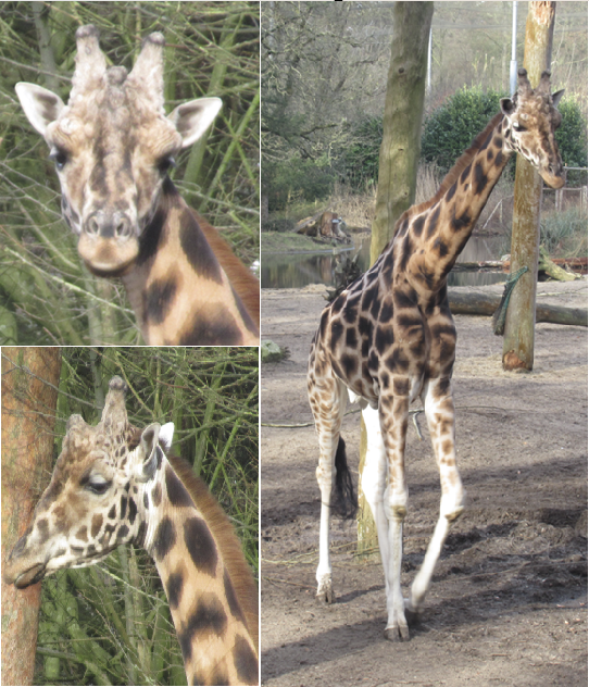 02 2025 - Giraffe male #1