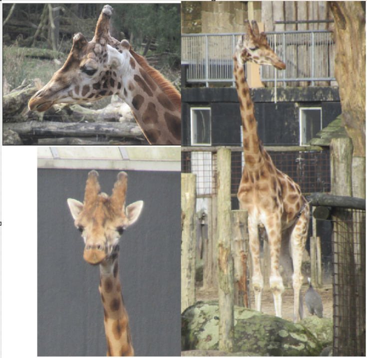 02 2025 - Giraffe male #2
