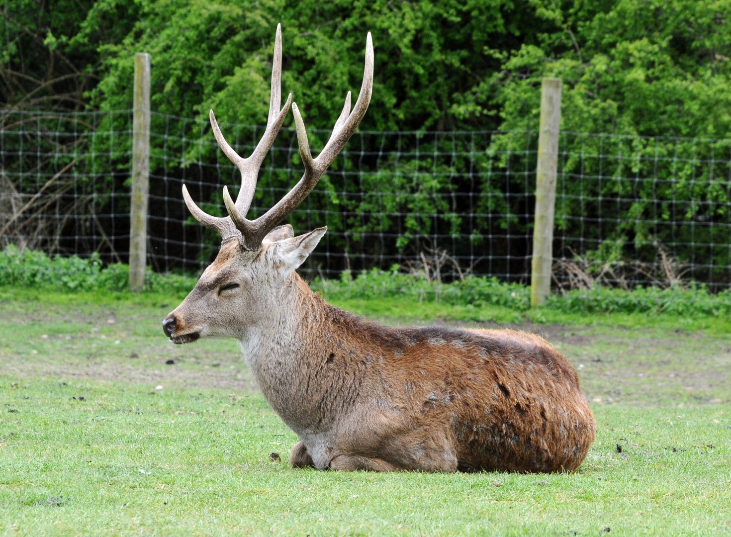 020 - WEST MIDLAND SAFARI PARK 14 04 2017   (2593A)
