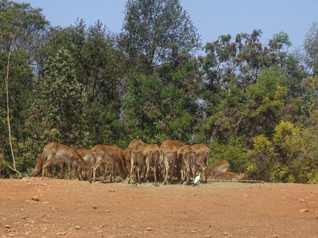 03/05/16 - Red lechwe