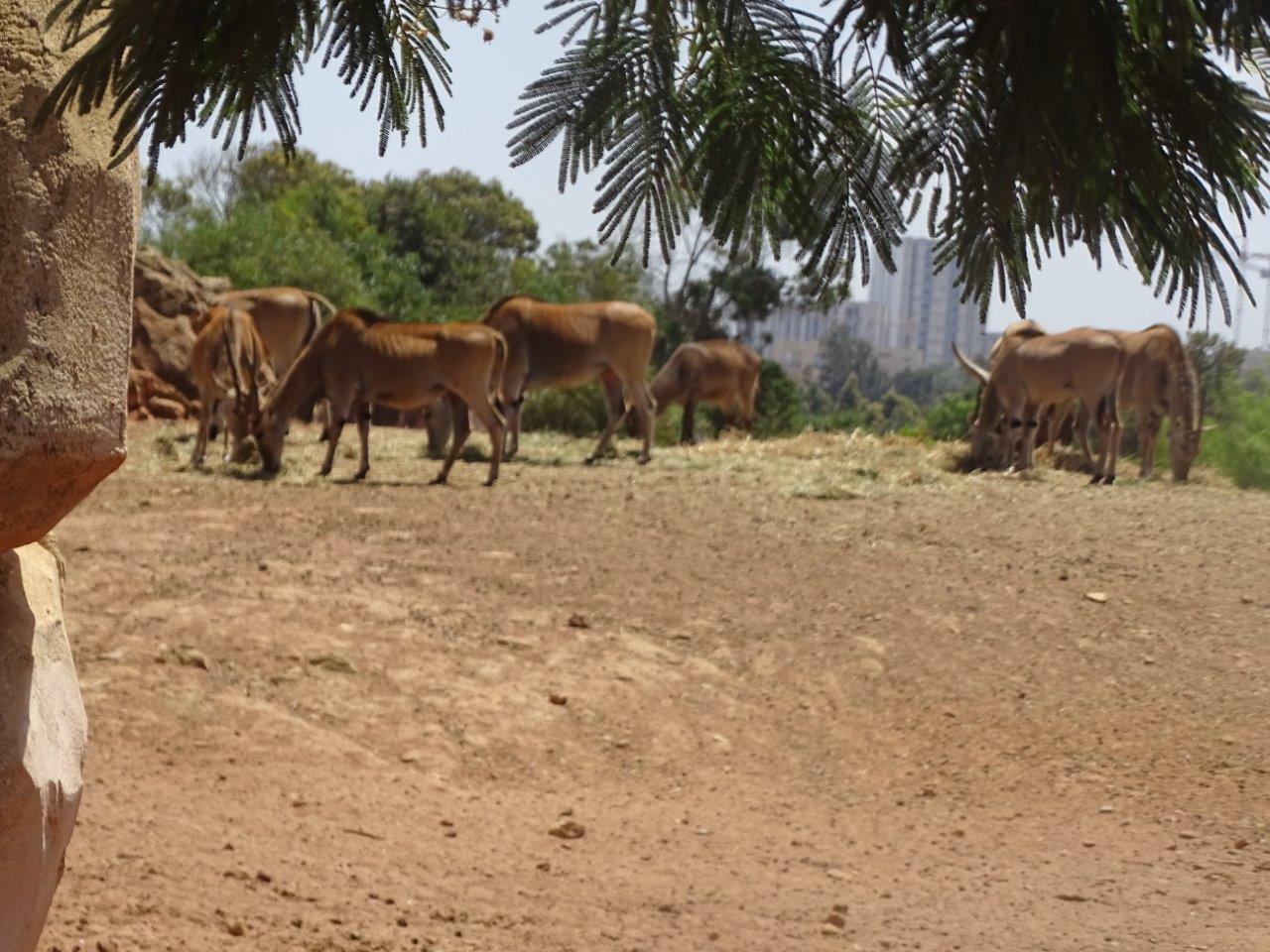 03/05/17 - African hoofstock