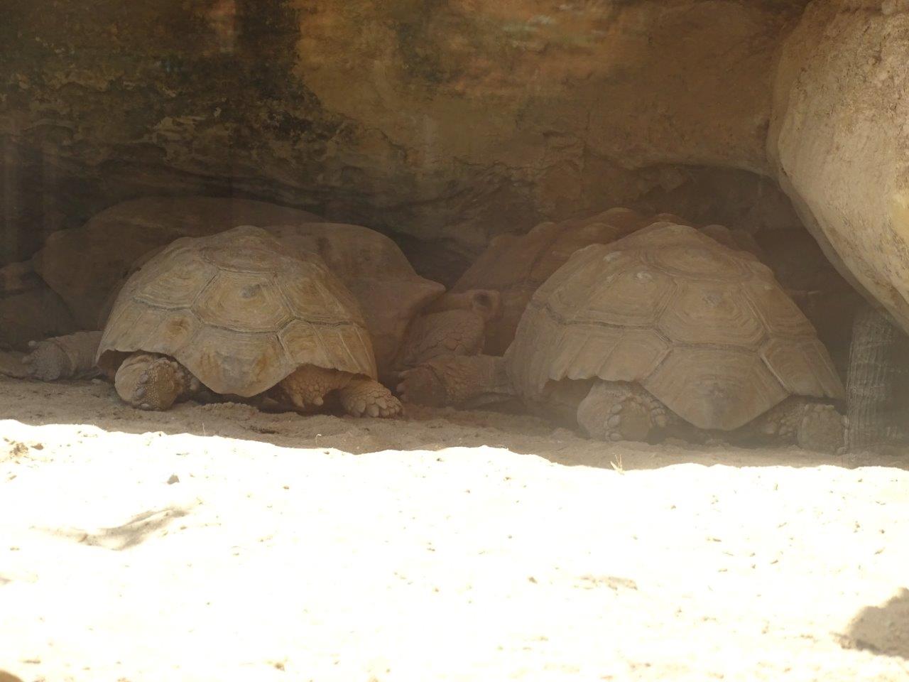 03/05/17 - African spurred tortoise