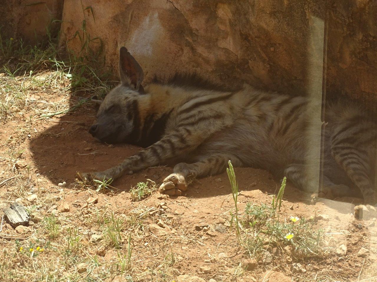 03/05/17 - Arabian stiped hyena