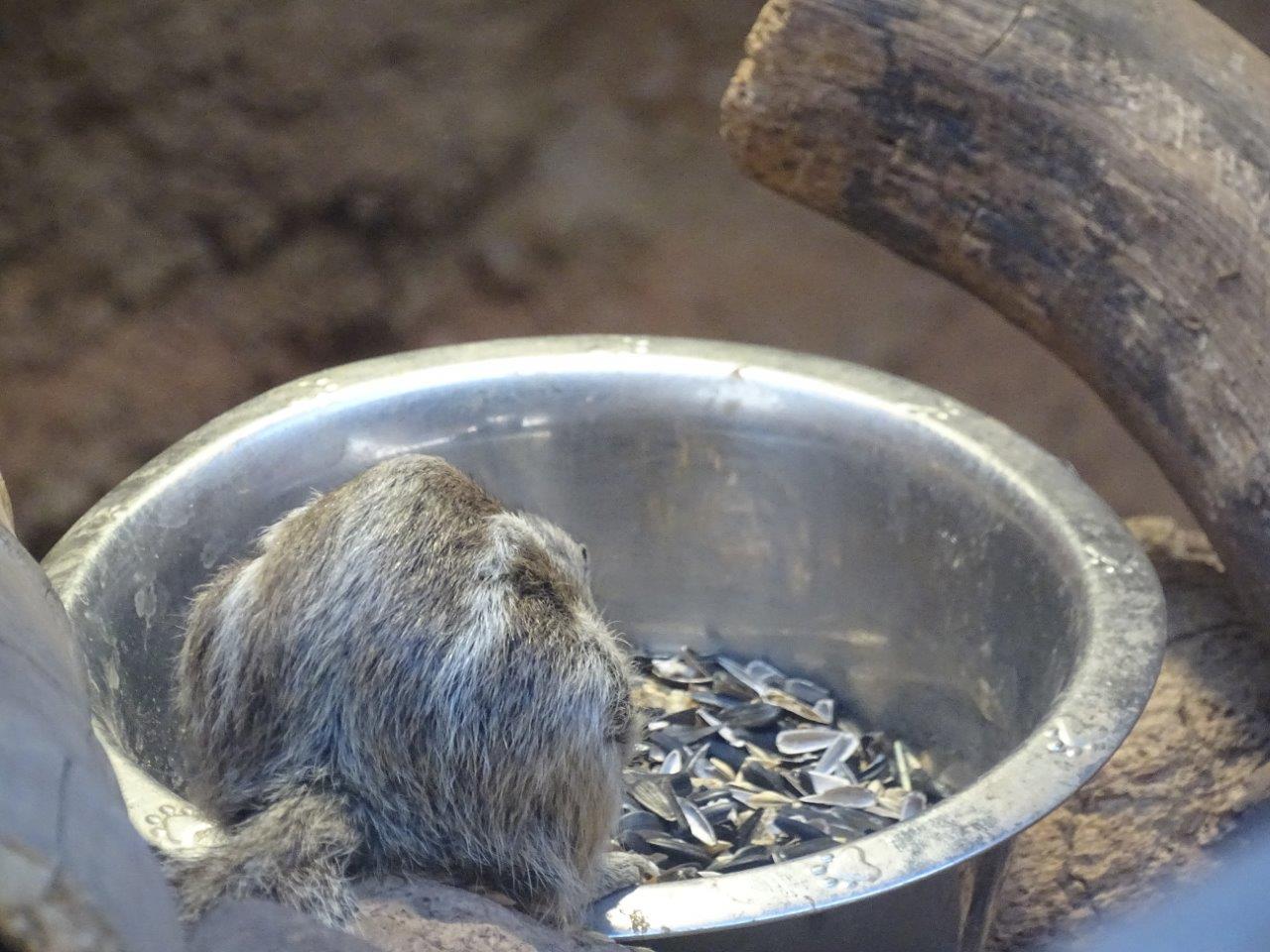 03/05/17 - Barbary ground squirrel feeding