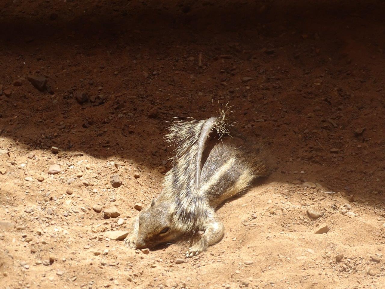 03/05/17 - Barbary ground squirrel resting on the sand
