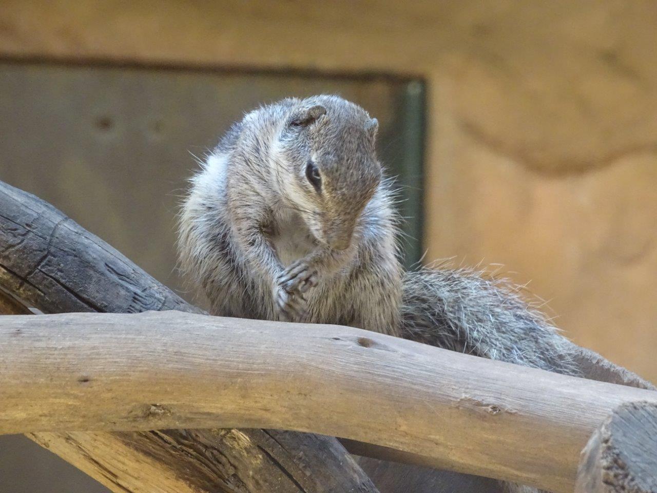 03/05/17 - Barbary ground squirrel