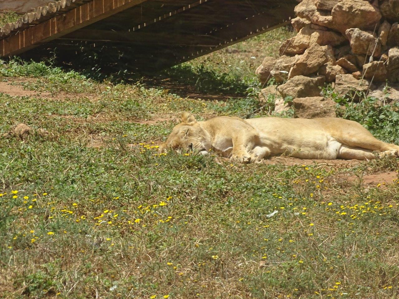 03/05/17 - Barbary lion