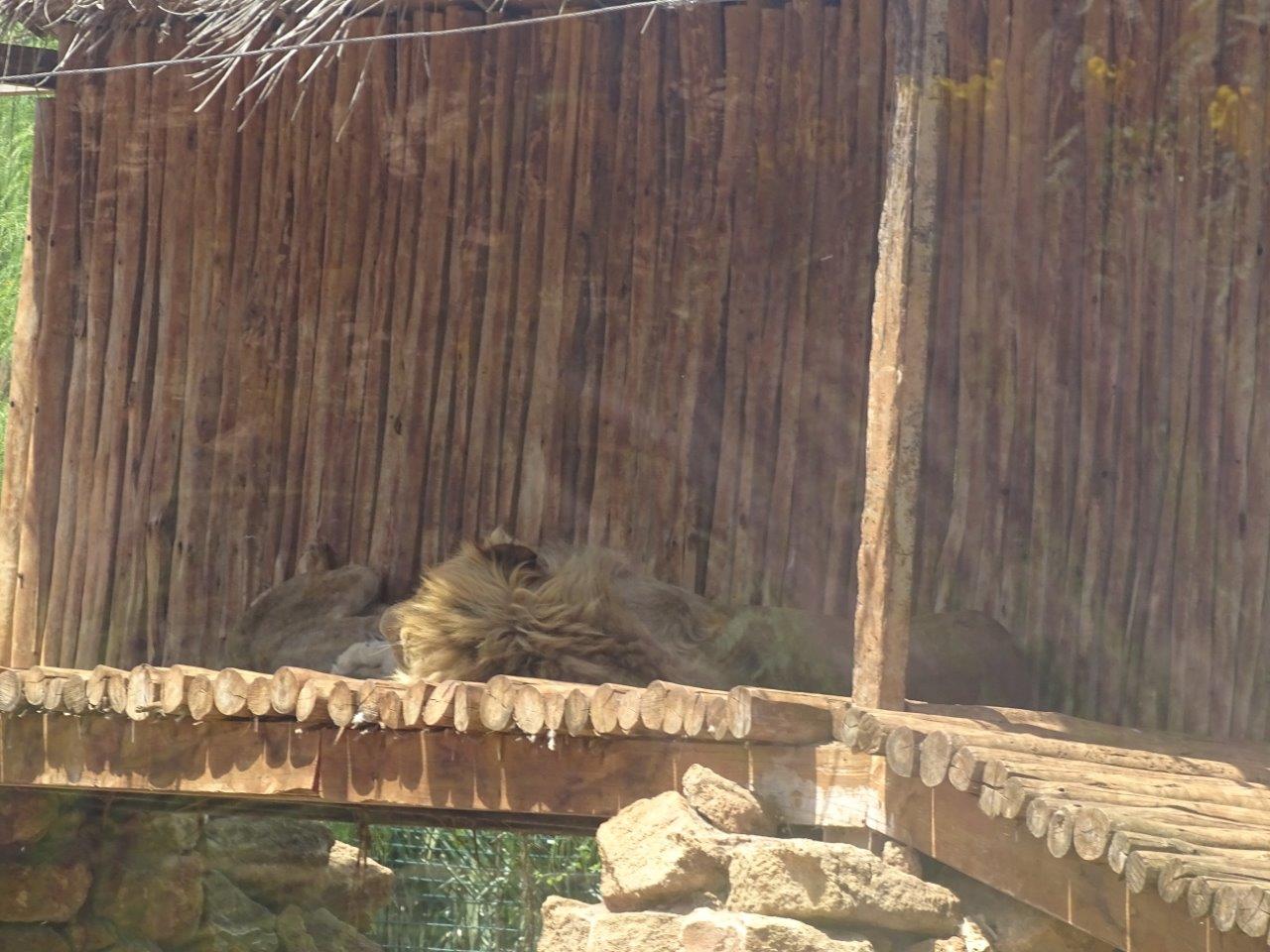 03/05/17 - Barbary lion