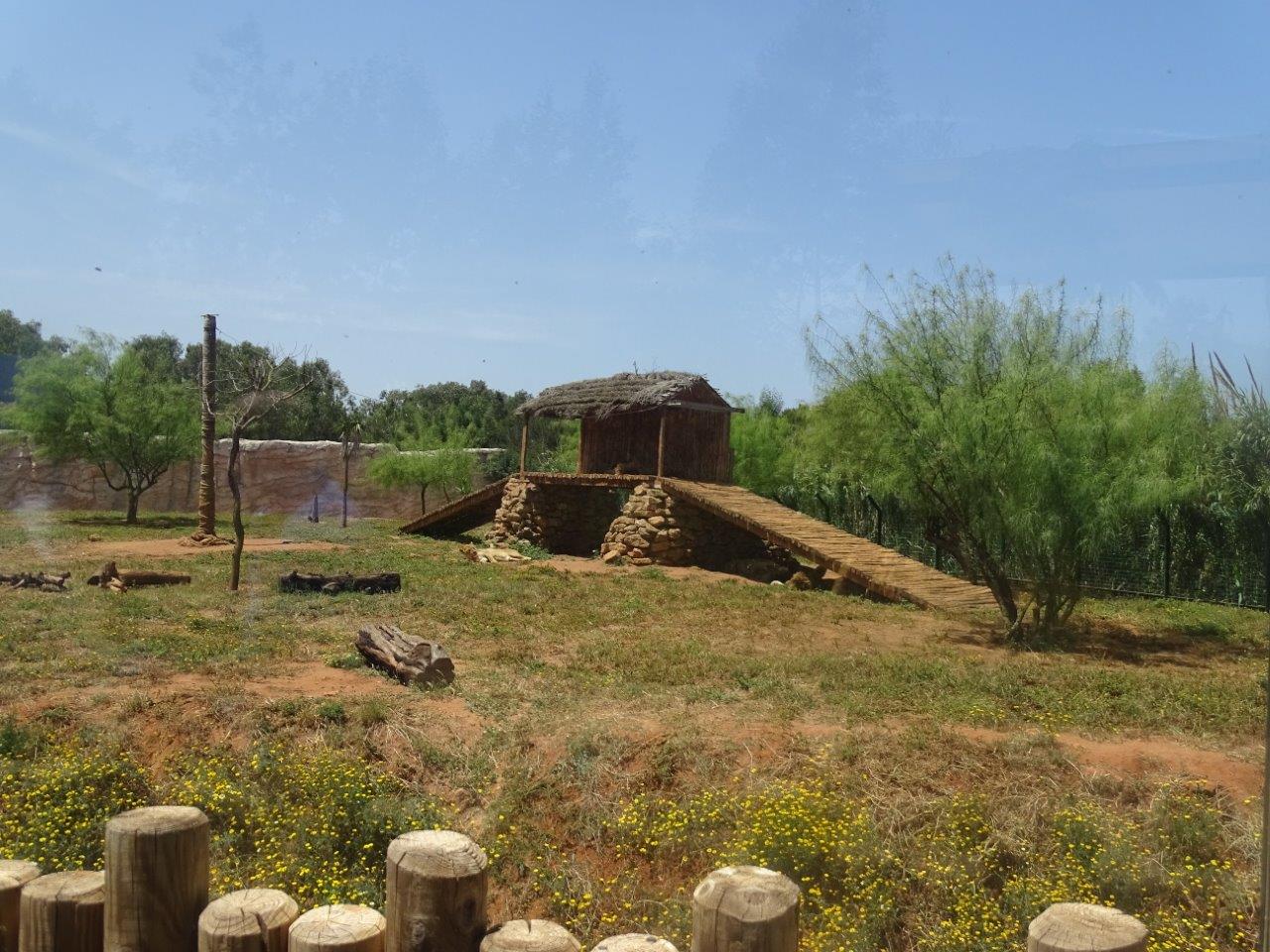 03/05/17 - Barbary lion