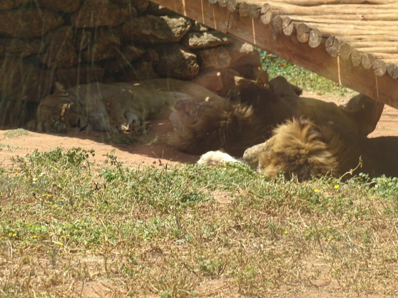 03/05/17 - Barbary lion