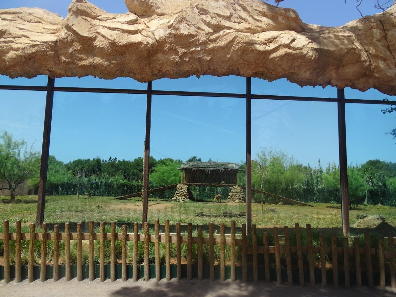 03/05/17 - Barbary lion