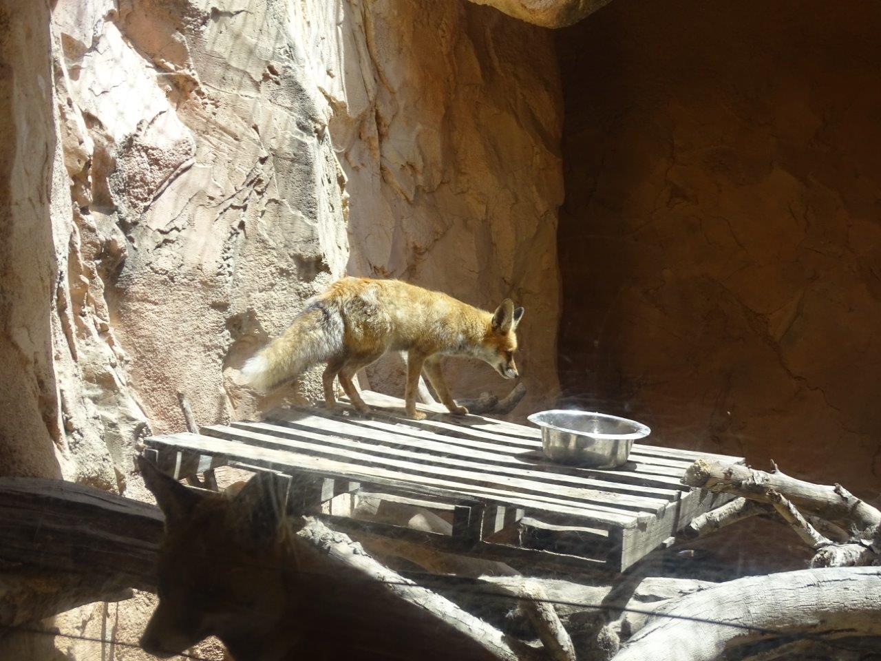 03/05/17 - Barbary red fox