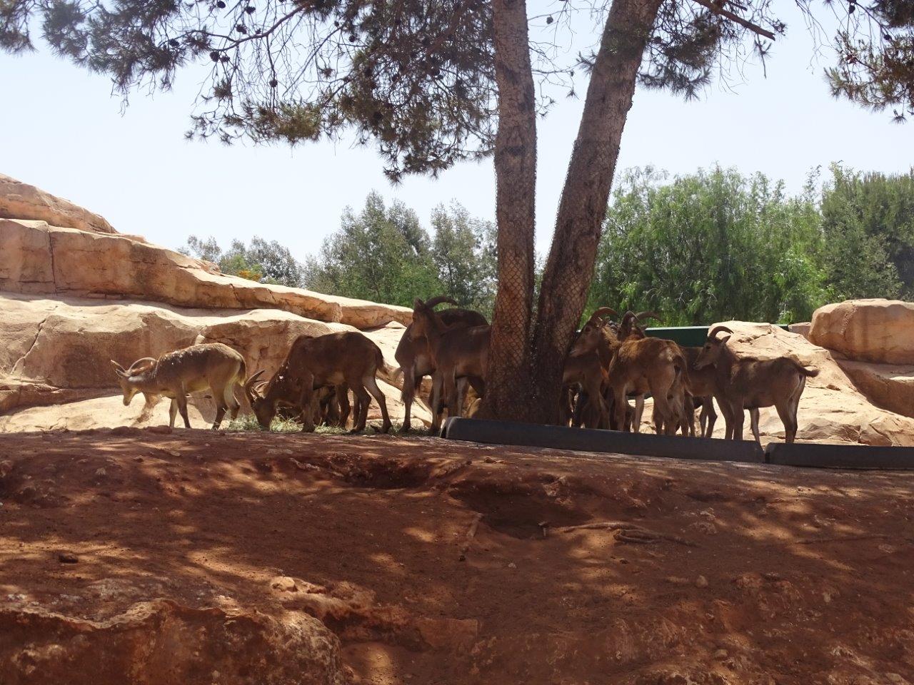 03/05/17 - Barbary sheep exhibits