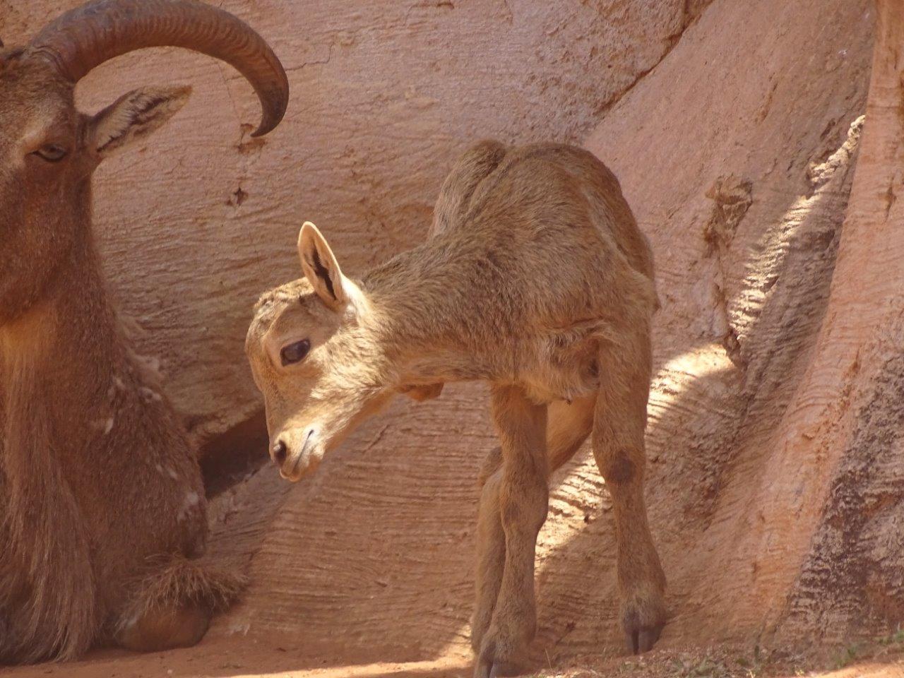 03/05/17 - Barbary sheep lamb