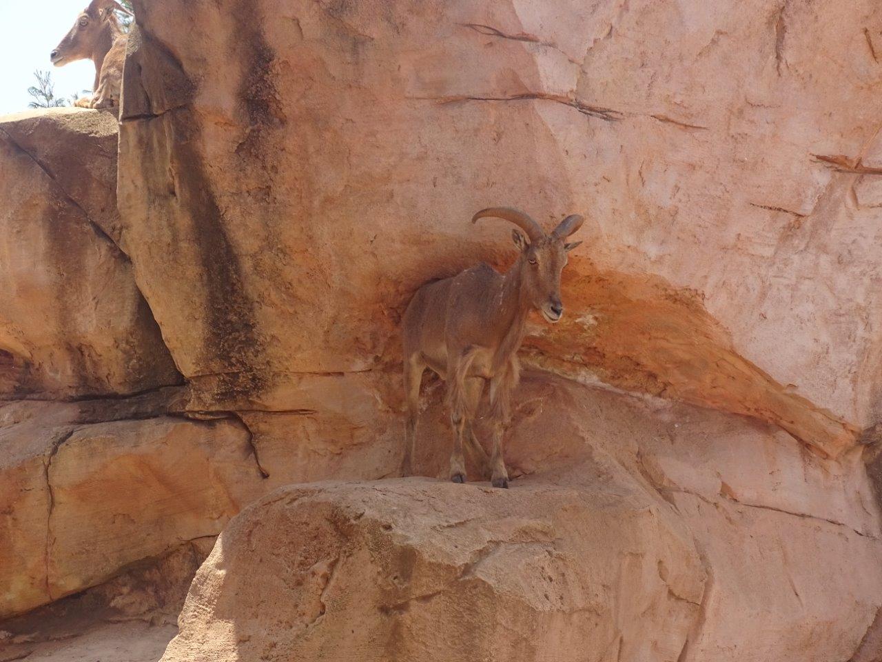 03/05/17 - Barbary sheep